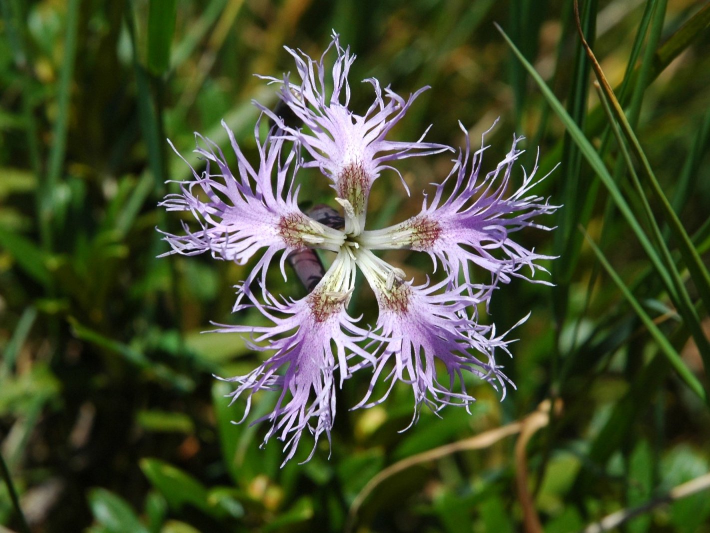 Dianthus superbus